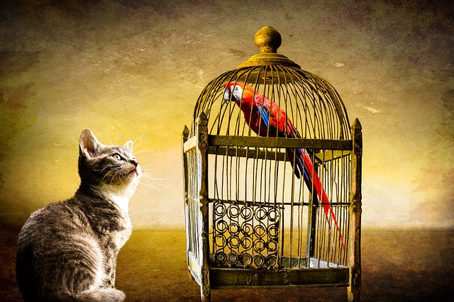 Bird Cage Cat