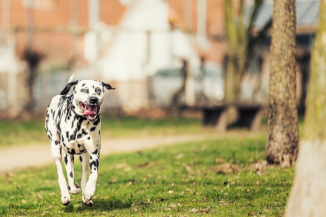 Dalmatian