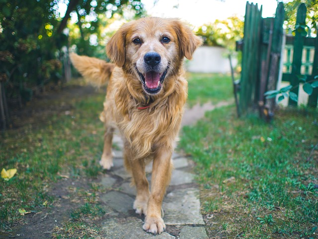 Happy Dog