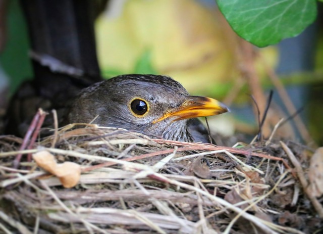 Bird Nest