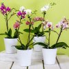 Orchids Pots