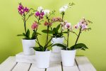 How to Choose the Right Pot for Growing Orchids Indoors